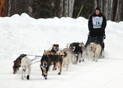 Picture of Tom Knolmayer and his dog sled